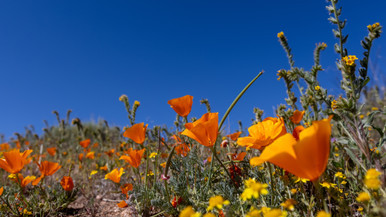 california poppy