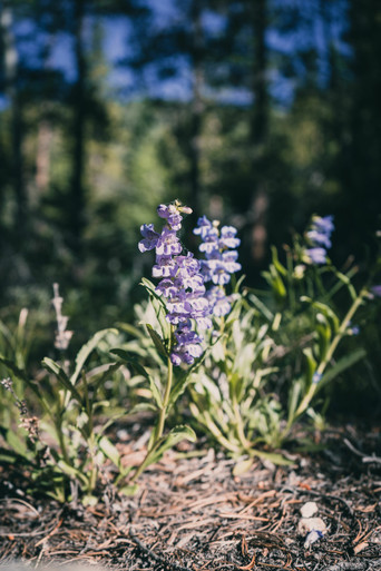 Rocky Mountain Penstemon