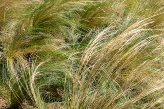 New Mexico Feathergrass