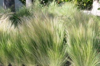 New Mexico Feathergrass