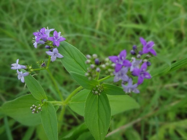 alfalfa legume purple flowers