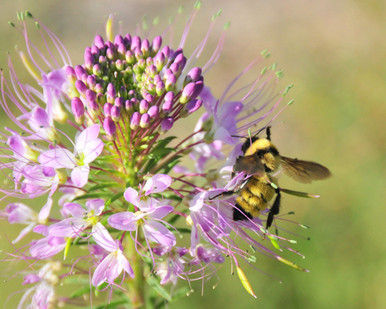 Rocky Mountain Beeplant
