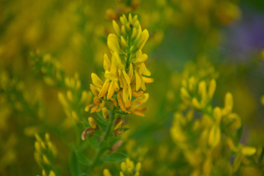 Yellow Blossom Sweet Clover