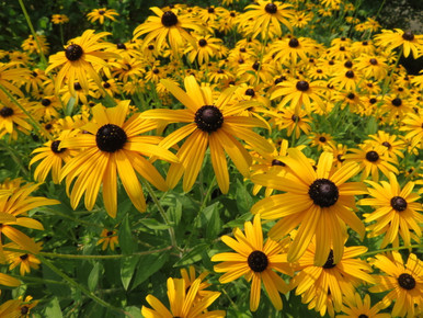 black eyed susan