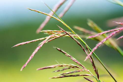 big bluestem kaw