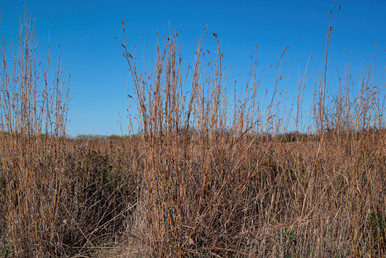 big bluestem kaw