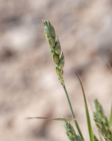 beardless wheat