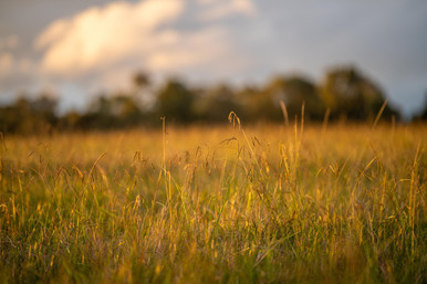Homesteader's Choice - Native Grass Mixture