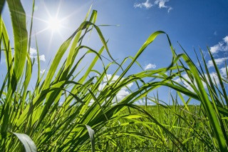 Jose Tall Wheatgrass