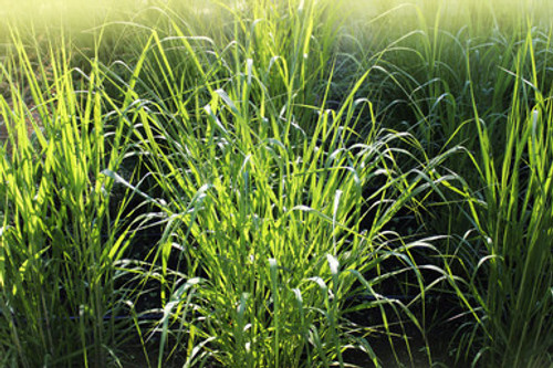 Our Alamo Switchgrass is a native grass, blue-green in color, usually slightly waxy and tall, with long stems and wide leaves.