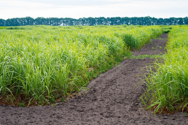 alamo switchgrass