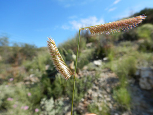 blue grama hachita