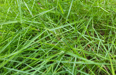 bentgrass pure seed