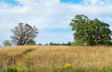 cheyenne indiangrass