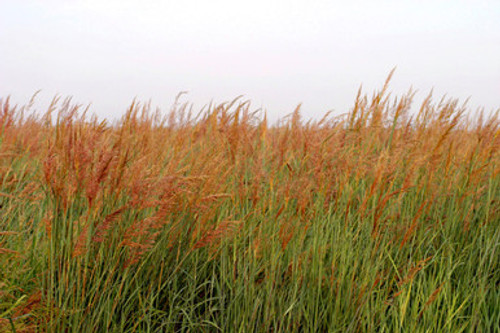 cheyenne indiangrass