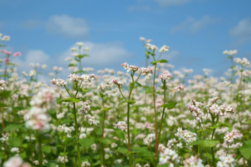 buckwheat