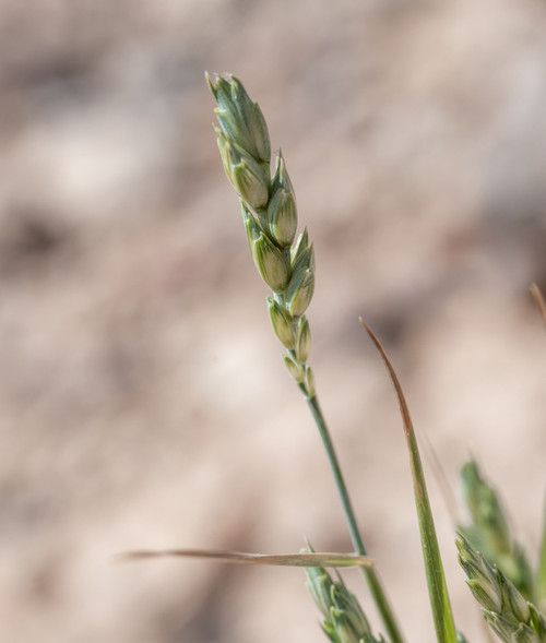 bighorn beardless wheat