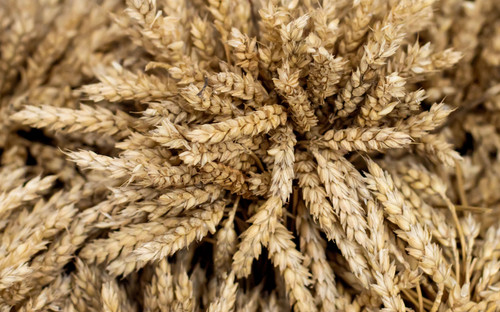 bighorn beardless wheat bighorn beardless wheat