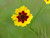 Plains Coreopsis