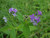 alfalfa legume purple flowers