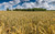 bighorn beardless wheat bighorn beardless wheat