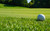PanAm Bermudagrass Seed