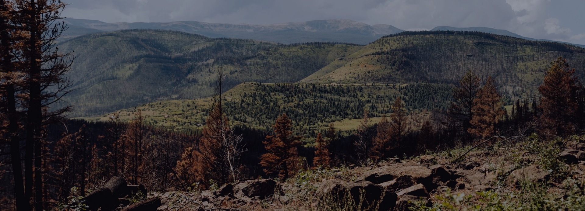 Wildfire Restoration Project