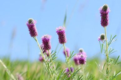#1 Dalea purpurea/ Purple Prairie Clover Native (TN)
