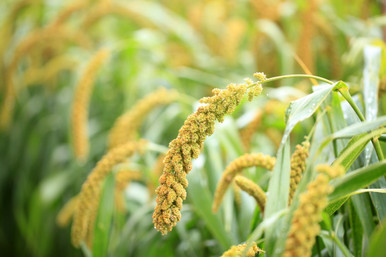 German R Strain Millet