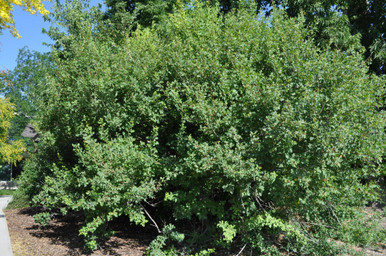 calamus plant Acorus calamus 'Argenteostriatus'