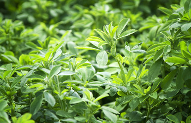 Alfalfa, WL 467 HQ - Curtis and Curtis Seed