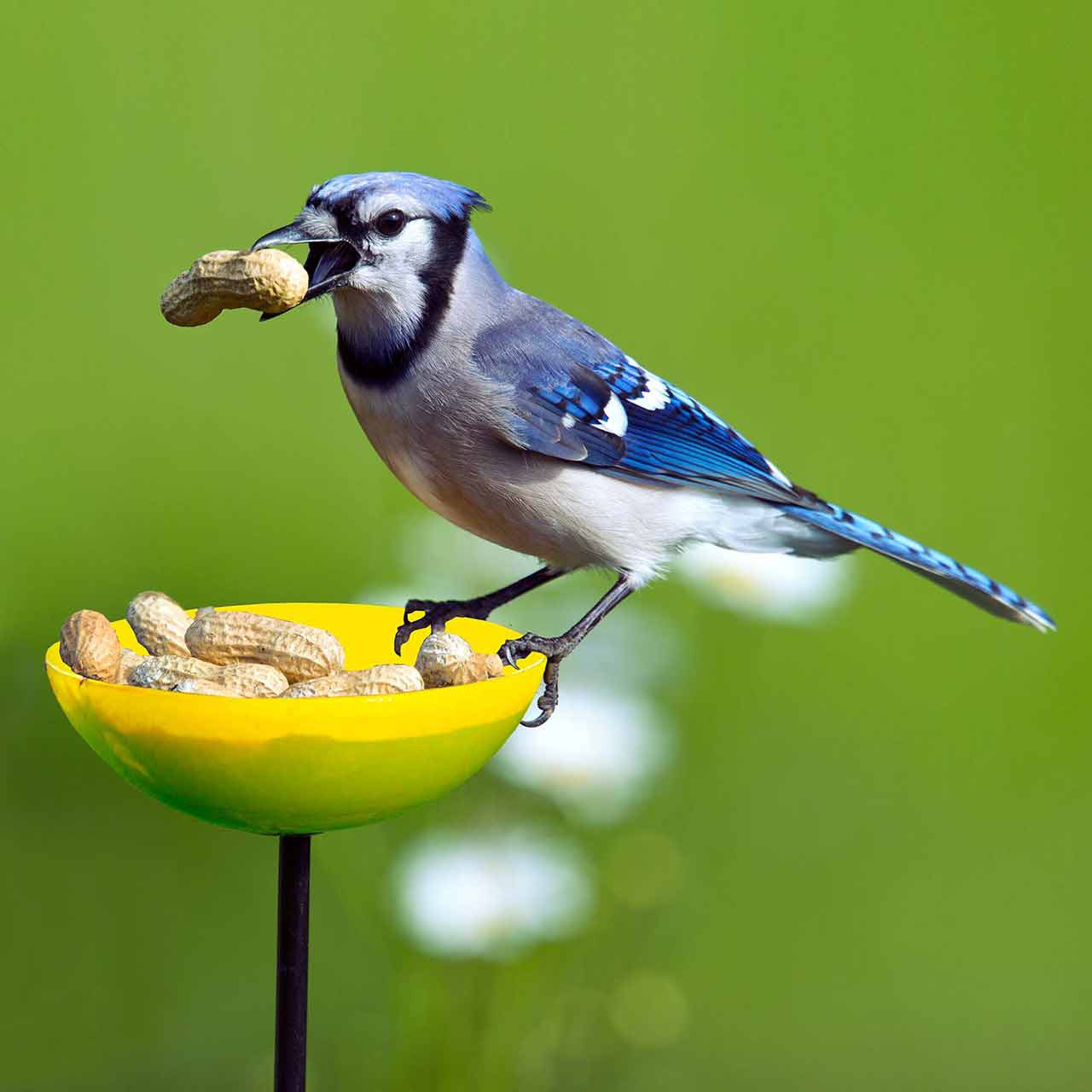 Mosaic Birds Poppy Stake Feeder | Couronne Co Wholesale