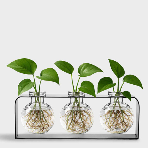 Athena Trio Vase Clear with Rooting Pothos