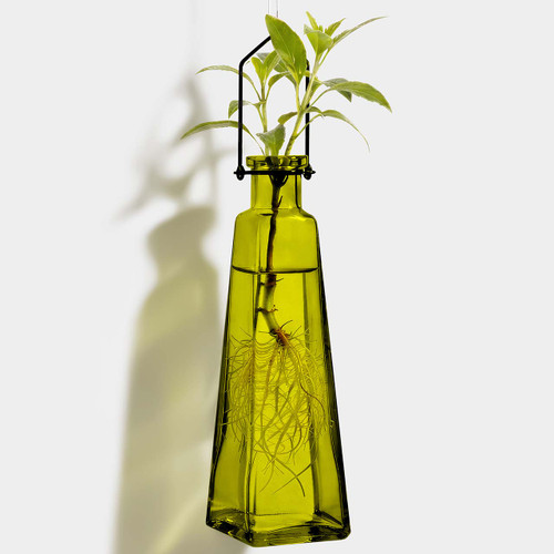 Hanging Propagation Vase, Pyramid, Canary Yellow with Rooting Plant