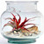 7"H Hurricane Container