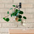 Small Metal Wall Hook with Ball Vase and Pankake Plant