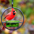 Mosaic Birds Hummble Basic Bird Feeder Lime with Cardinal