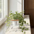 Coastal Pablo Cube White with White Glass and Rooting Ivy