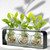 Trivo Three Recycled Glass Vases & Metal Stand with Rooting Plants
