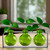 Trivo Three Recycled Glass Vases & Metal Stand Lime with Rooting Plants