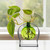 Aphrodite Bud Vase Lime with Rooting Plant