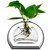 Sirena Vase Clear with Rooting Plant