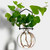 Hanging Propagation Vase, Small Ball with Rooting Plant