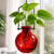 Hanging Propagation Vase, Small Ball Red