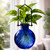 Hanging Propagation Vase, Small Ball Cobalt Blue with Rooting Pothos