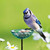 Mosaic Birds Poppy Stake Bird Bath or Feeder Clear with Blue Jay and Peanuts