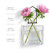 Hanging Propagation Vase, Matic Bottle