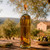 16.9 oz Tuscany Bottle with Cork, Clear with Olive Oil on Farm