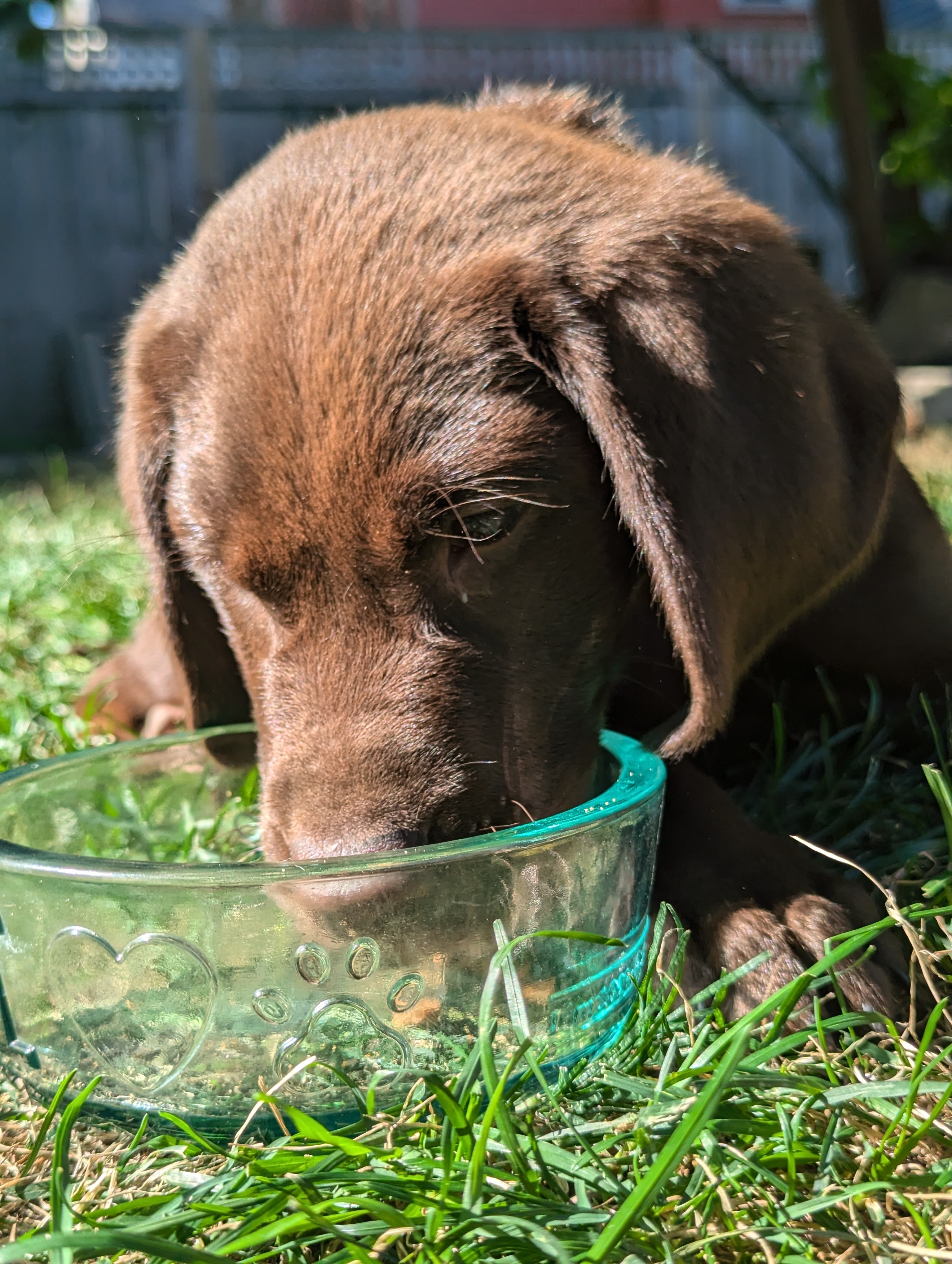 Small Glass Dog Bowl with Brown Puppy and Kibble in Backyard