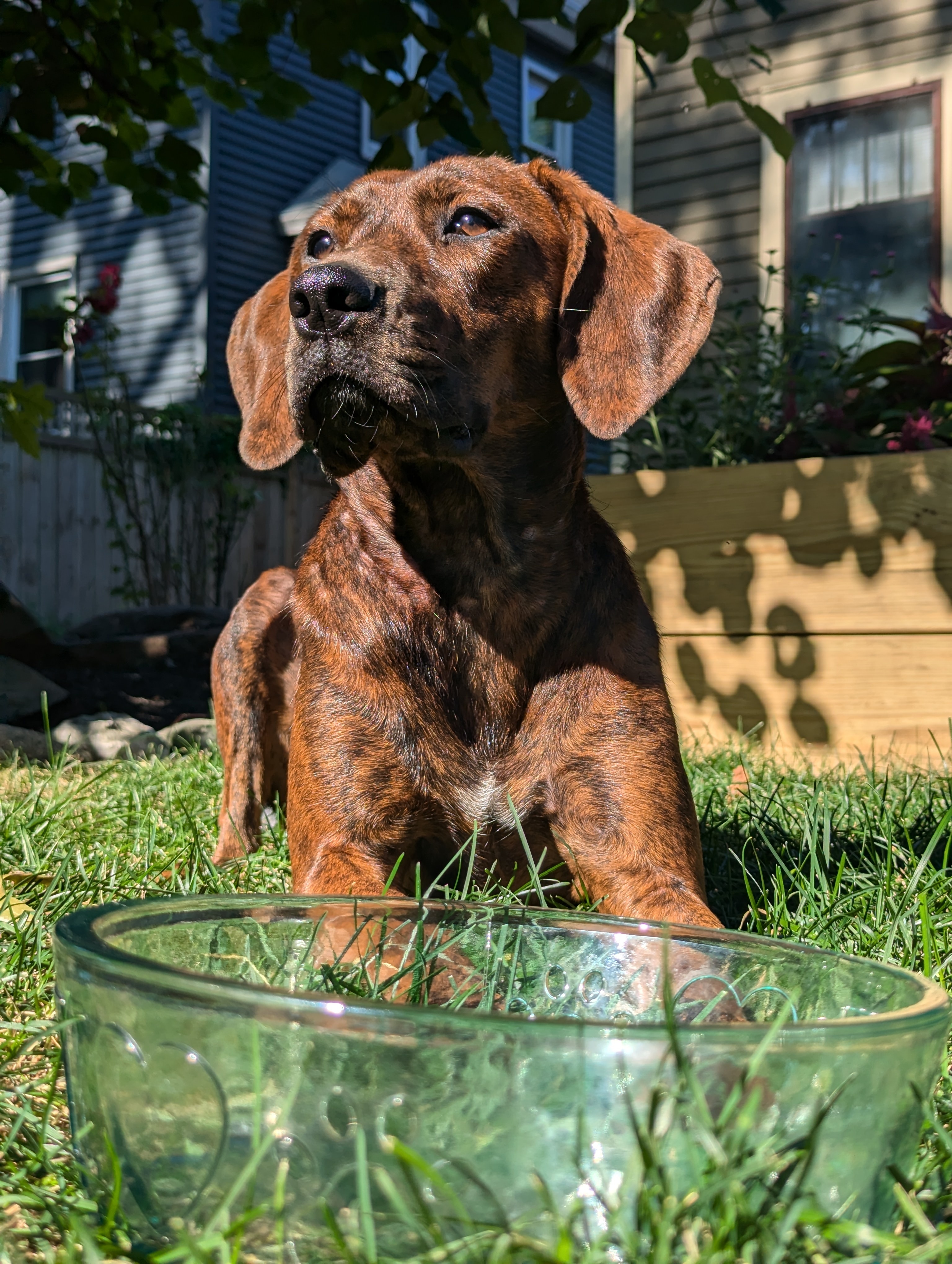 Small Glass Dog Bowl with Brown Dog in Backyard